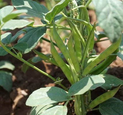 گوارگام در صنایع غذایی